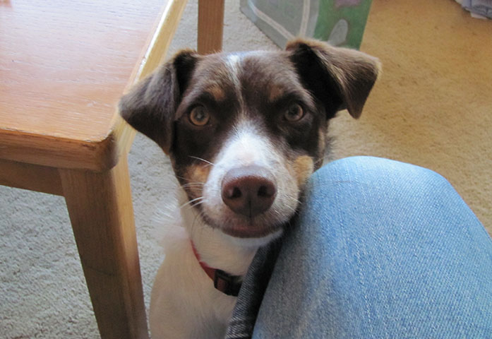 watson